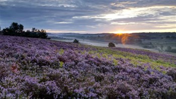 Spring on the IOW